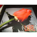 Love Collection 2 Love Collection 2